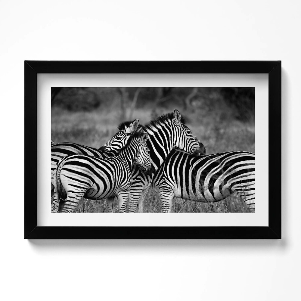 Obraz s rámem dekorativní Objímání zeber