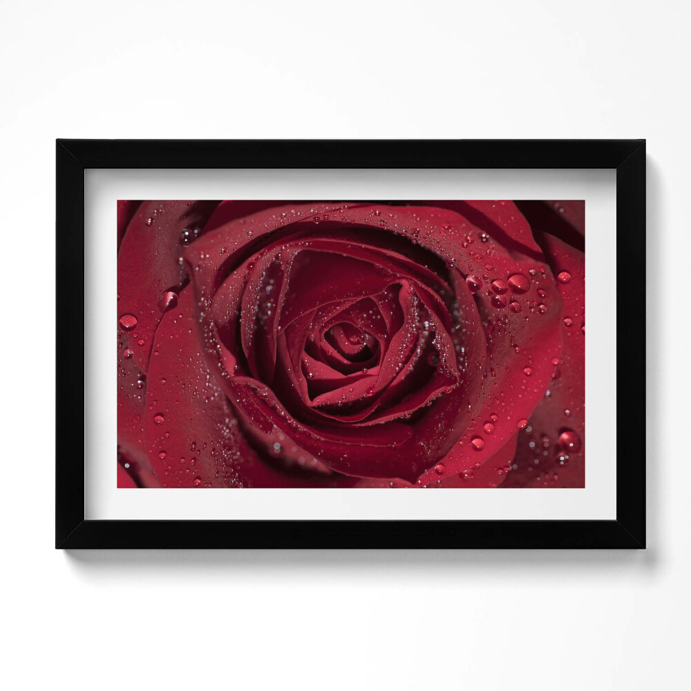 Obraz s rámem dekorativní Detailní záběr na červenou růži v rose