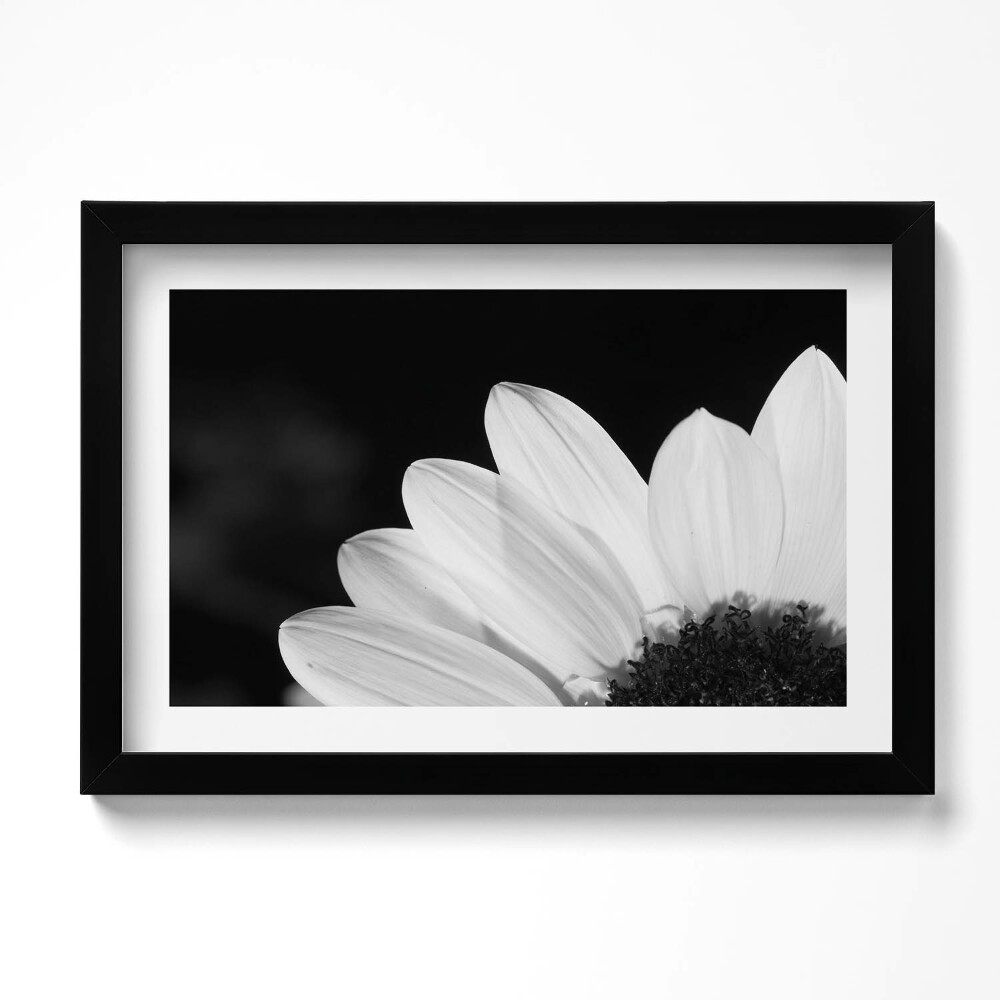Obraz s rámem dekorativní Okvětní lístky sedmikrásky v černé a bílé