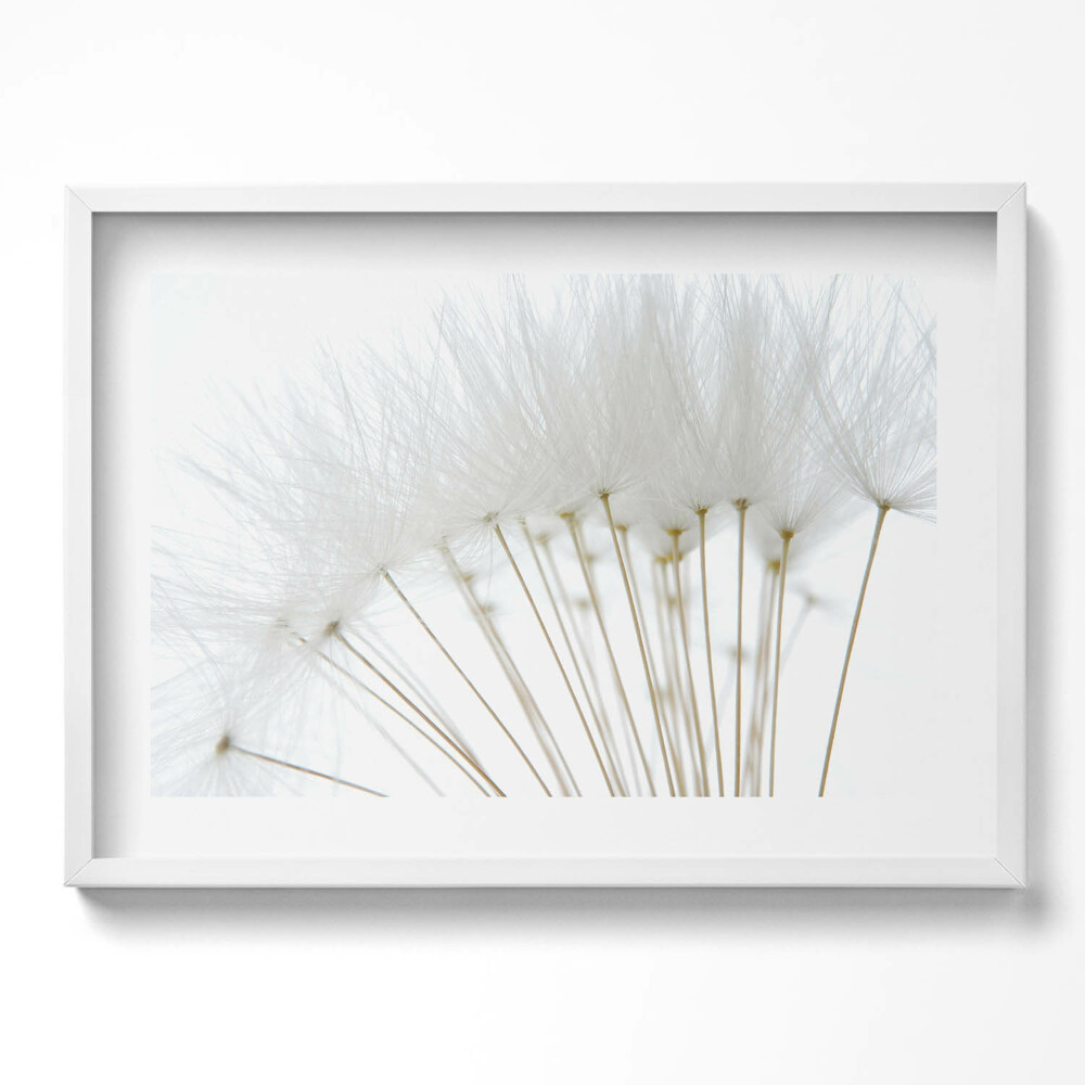 Obraz v rámu moderní Bílé pampelišky