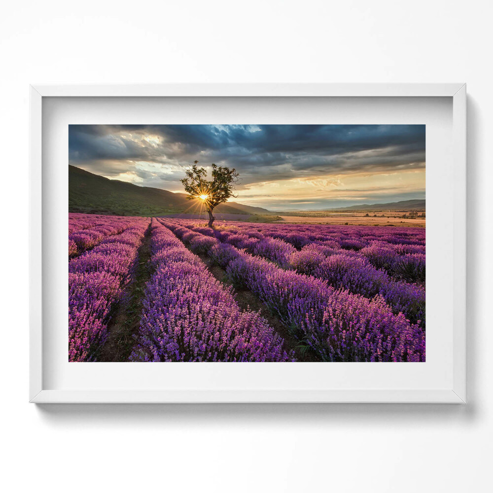 Obraz v rámu moderní Krajina levandulového pole