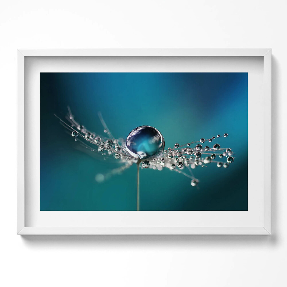 Obraz v rámu moderní Kapka rosy na pampelišce
