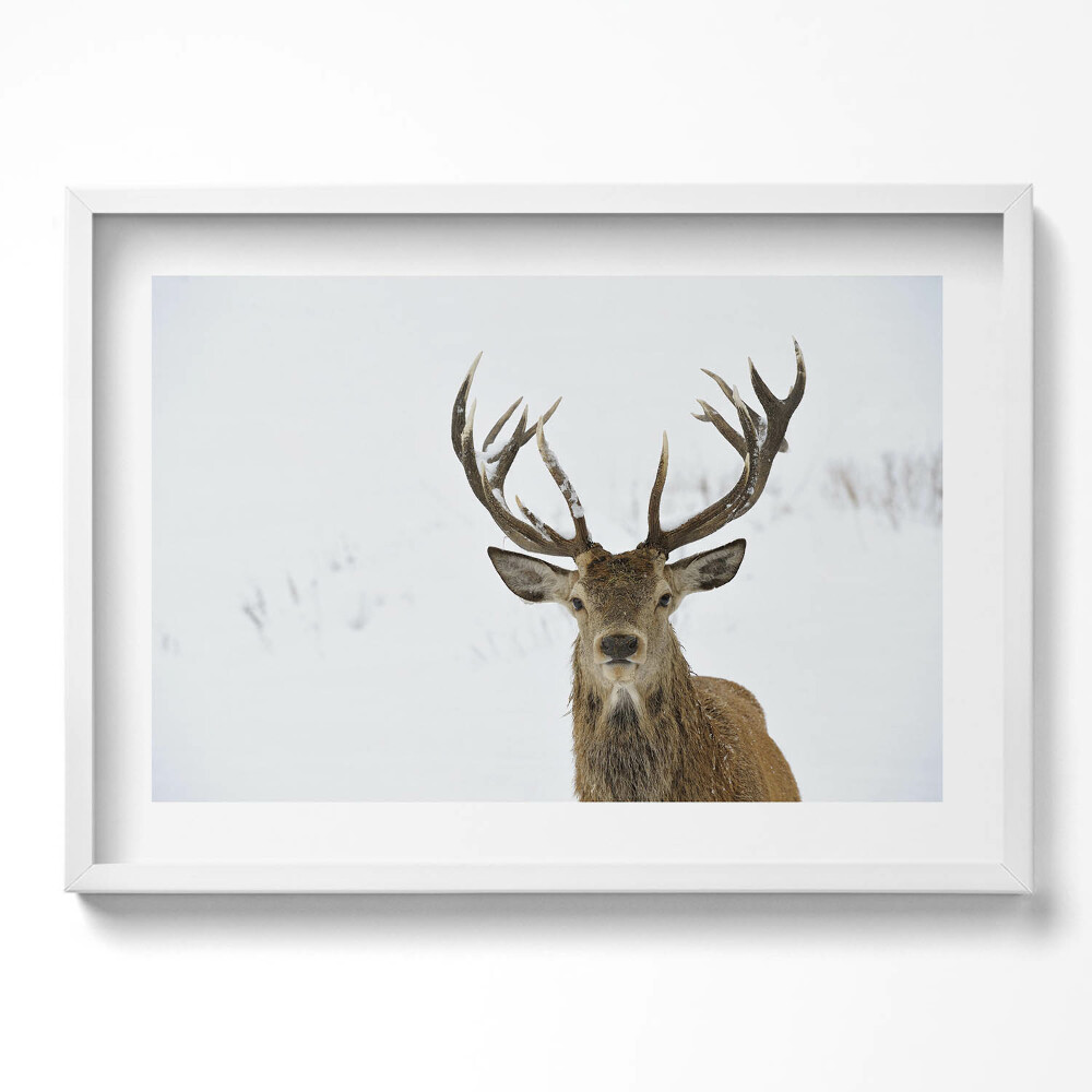Obraz v rámu moderní Majestátní zvíře, jelen