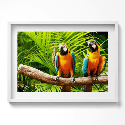 Obraz v rámu moderní Dva barevné papoušky ara v džungli