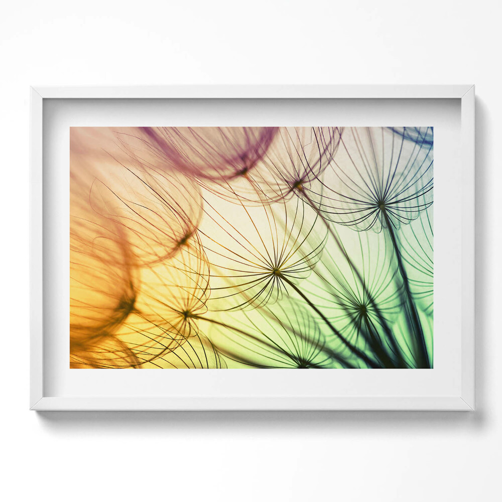 Obraz v rámu moderní Jemný pyl pampelišky