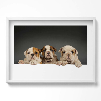 Obraz v rámu moderní Tři štěňata psů