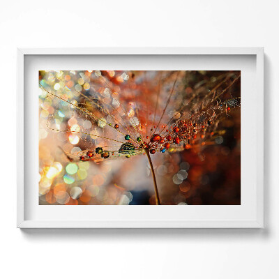 Obraz v rámu moderní Pampeliška a rosa