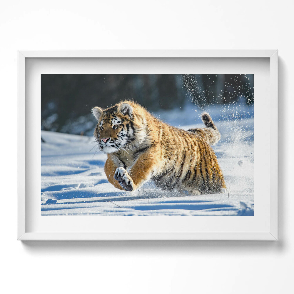 Obraz v rámu moderní Nadýchaný tygr ve sněhu