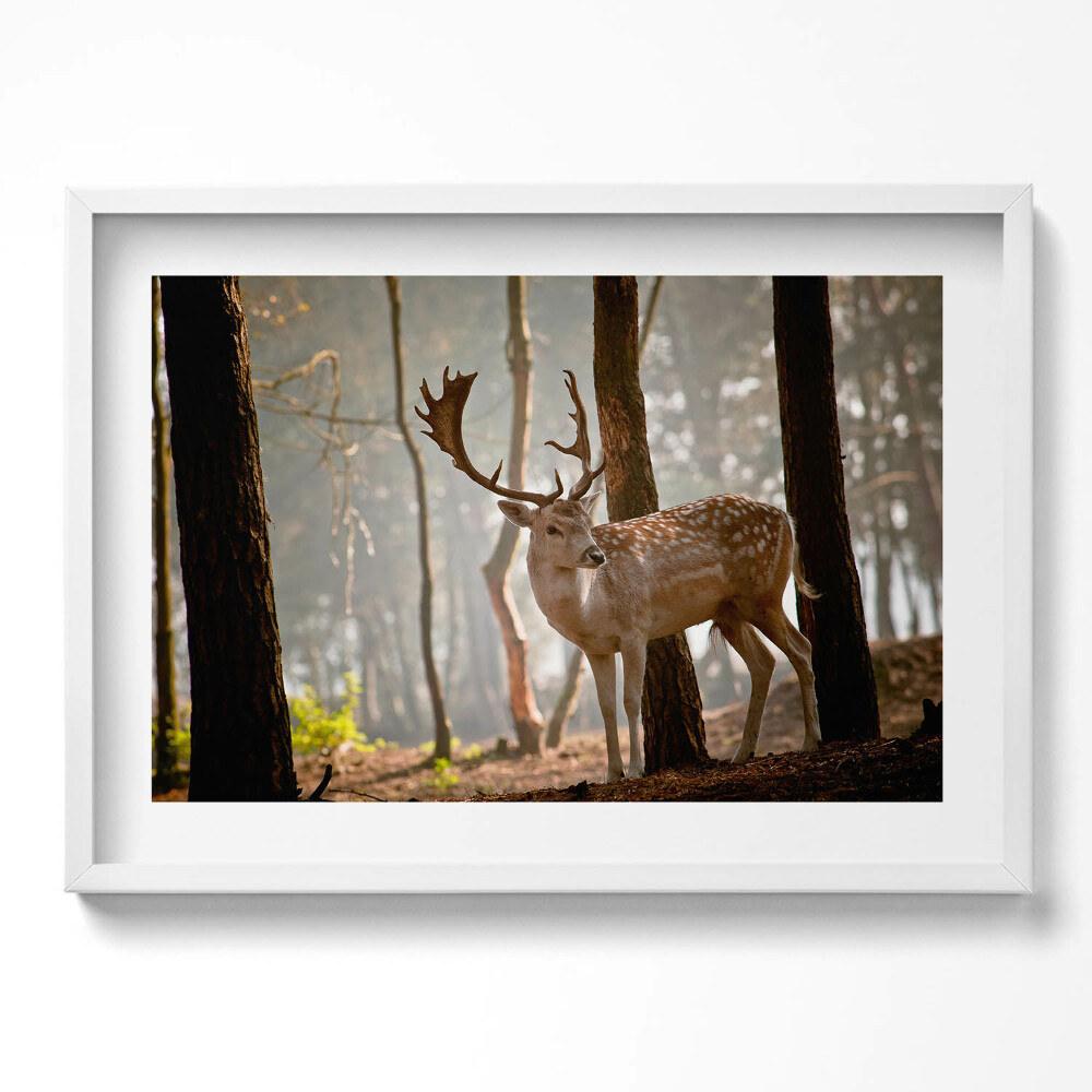 Obraz v rámu moderní Jelen v záři vycházejícího slunce