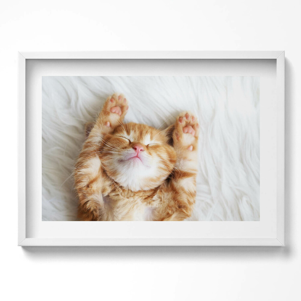 Obraz v rámu moderní Malé spící kotě