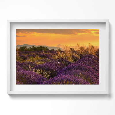 Obraz v rámu moderní Levandulová louka Provence Francie