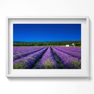 Obraz v rámu moderní Levandulové pole v Provence