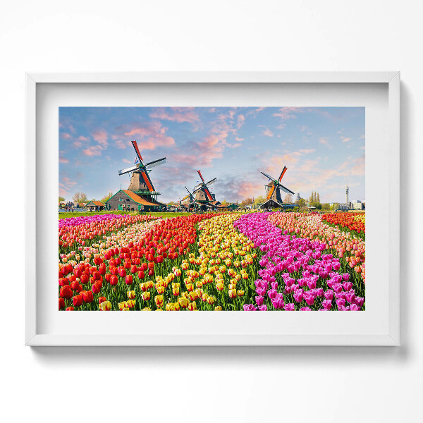 Obraz v rámu moderní Krajina s tulipány Nizozemsko