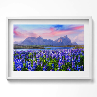 Obraz v rámu moderní Levandulová pole - Island