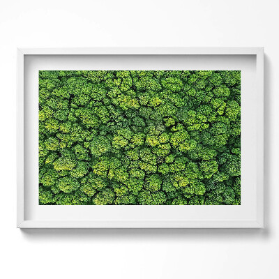 Obraz v rámu moderní Přírodní mechová rostlina