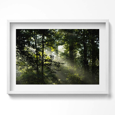 Obraz v rámu moderní Sluneční paprsky a stromy