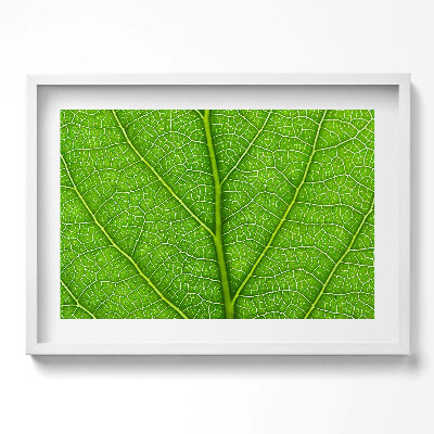 Obraz v rámu moderní Zelené listové žilky