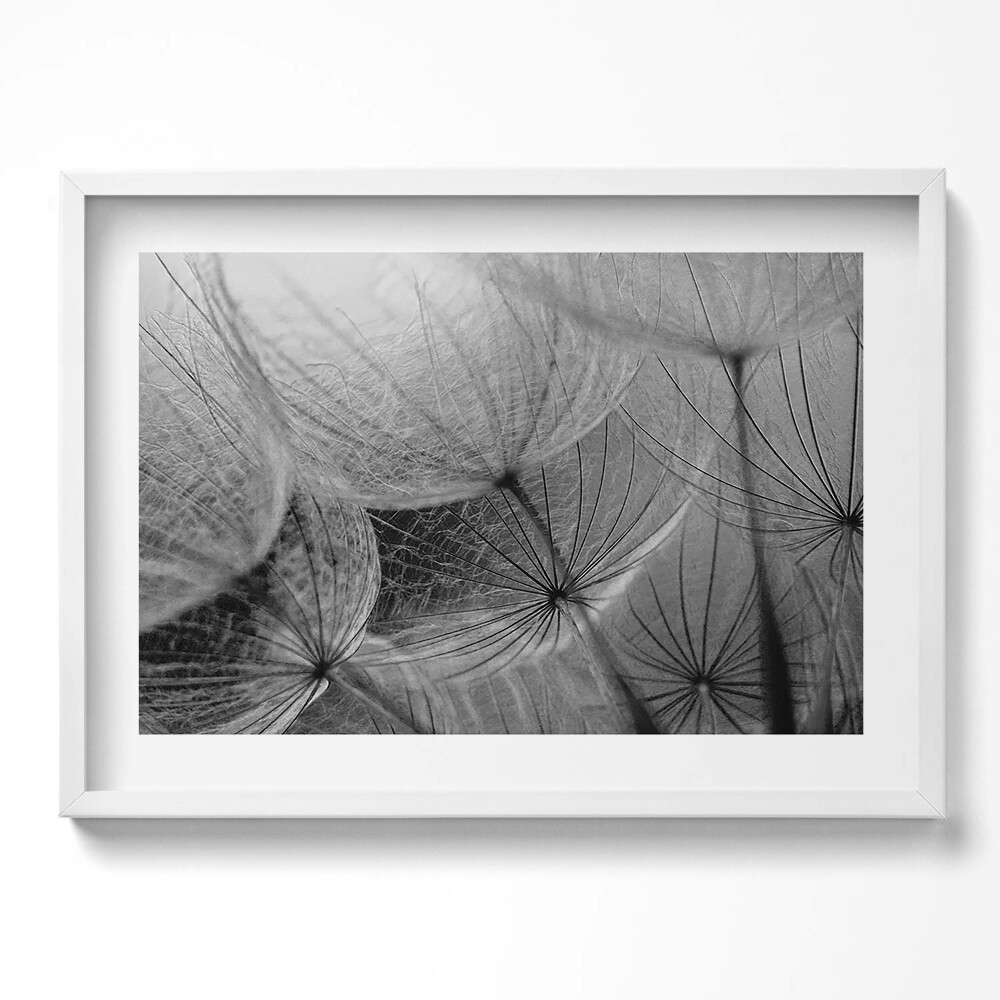 Obraz v rámu moderní Černobílý detail pampelišky