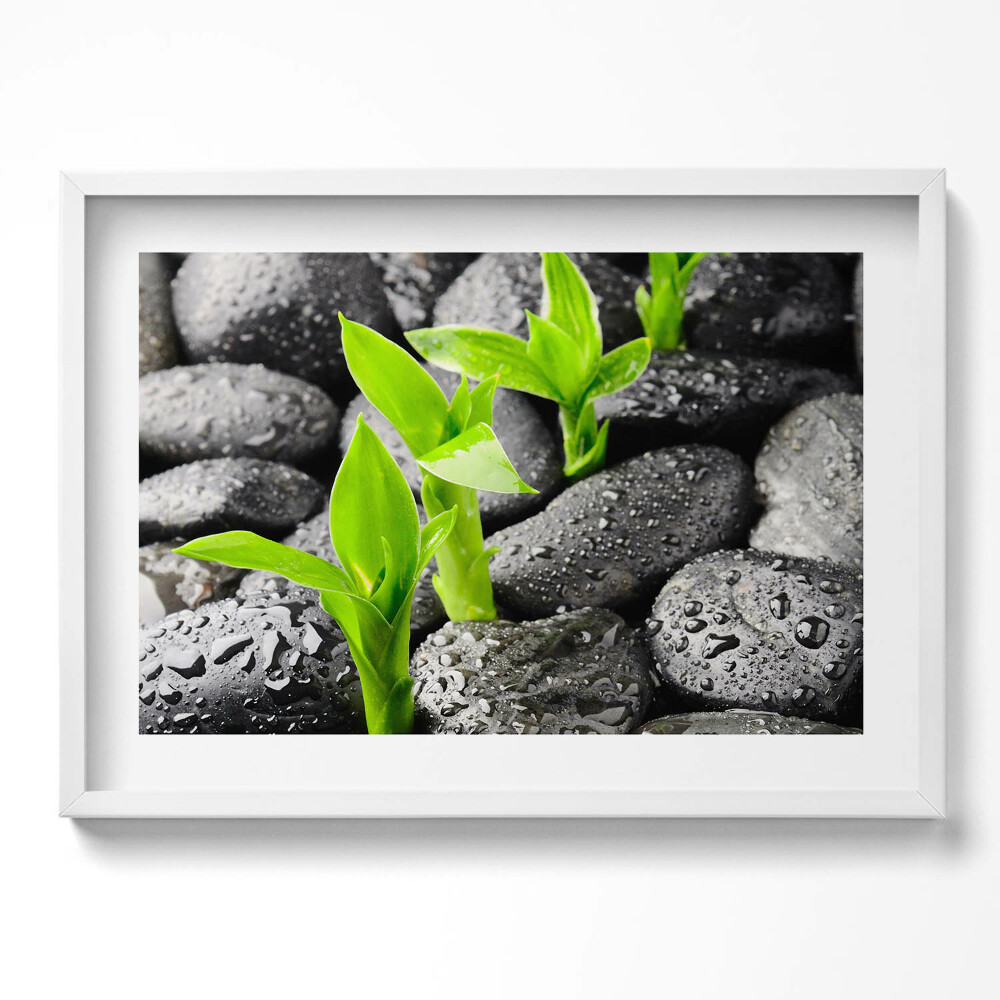 Obraz v rámu moderní Zelené rostliny na mokrých kamenech