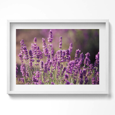 Obraz v rámu moderní Levandulová květinová louka