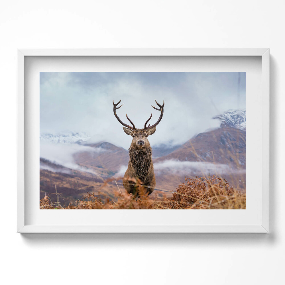 Obraz v rámu moderní Jelen na horské mýtině