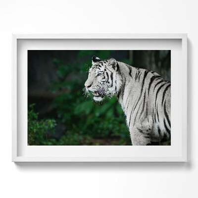 Obraz v rámu moderní Bílý tygr v džungli