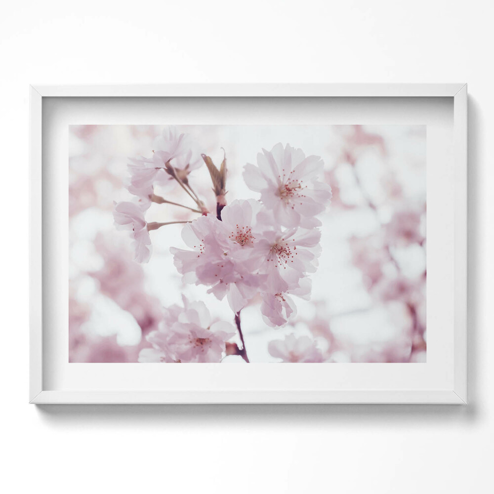 Obraz v rámu moderní Jemné světle růžové květy