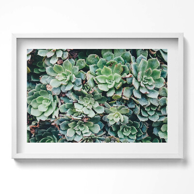 Obraz v rámu moderní Zelené sukulentní rostliny