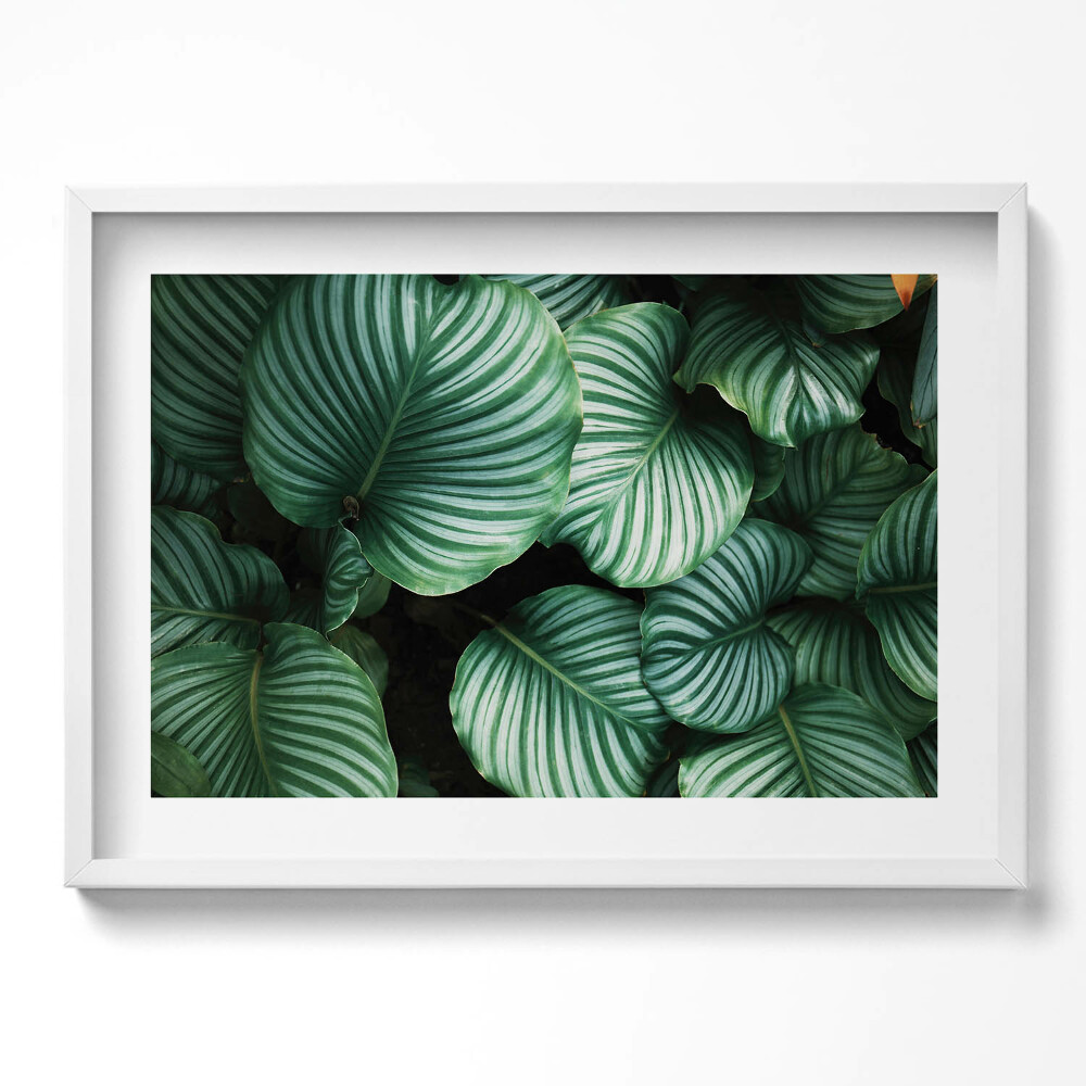 Obraz v rámu moderní Velké zelené listy