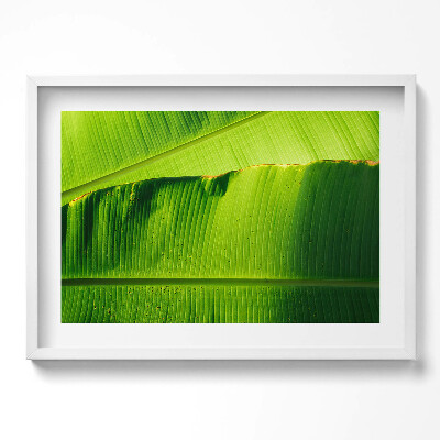 Obraz v rámu moderní Zelené banánové listy na slunci