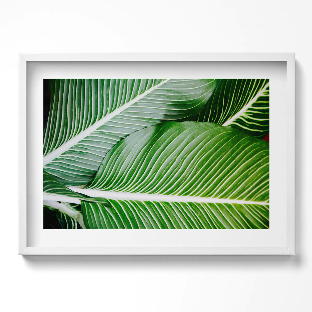 Obraz v rámu moderní Exotické zelené listy