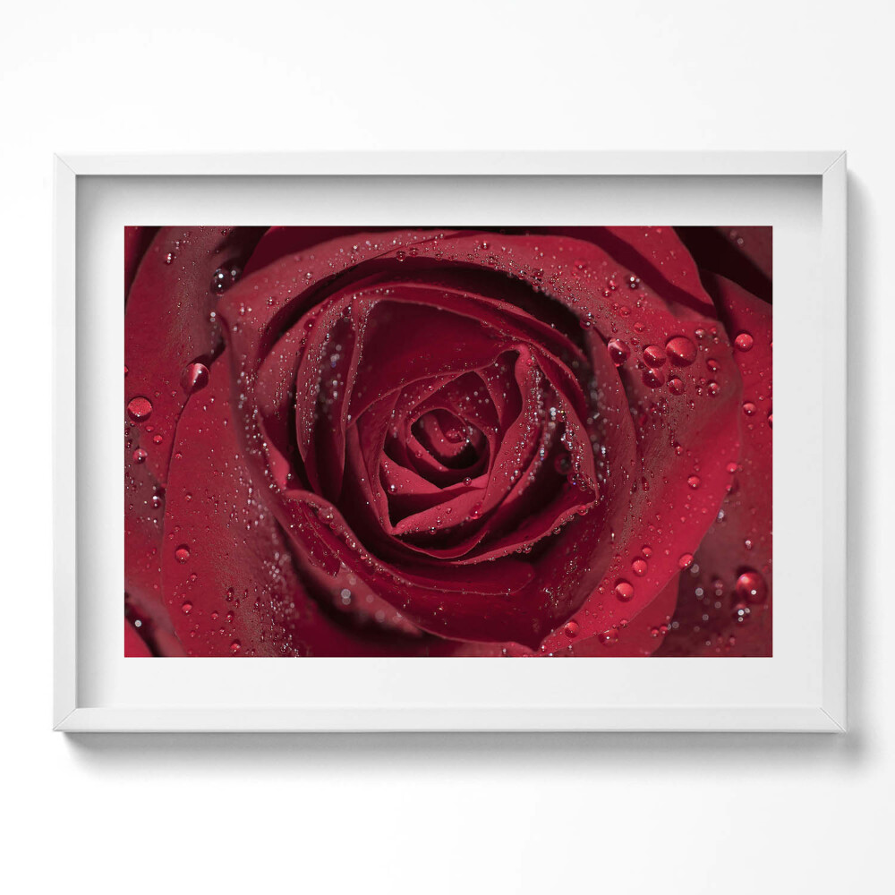 Obraz v rámu moderní Detailní záběr na červenou růži v rose