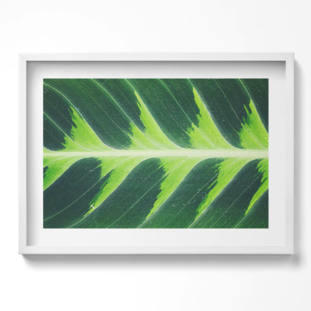 Obraz v rámu moderní Textura listů a žilky