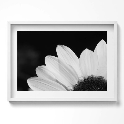 Obraz v rámu moderní Okvětní lístky sedmikrásky v černé a bílé