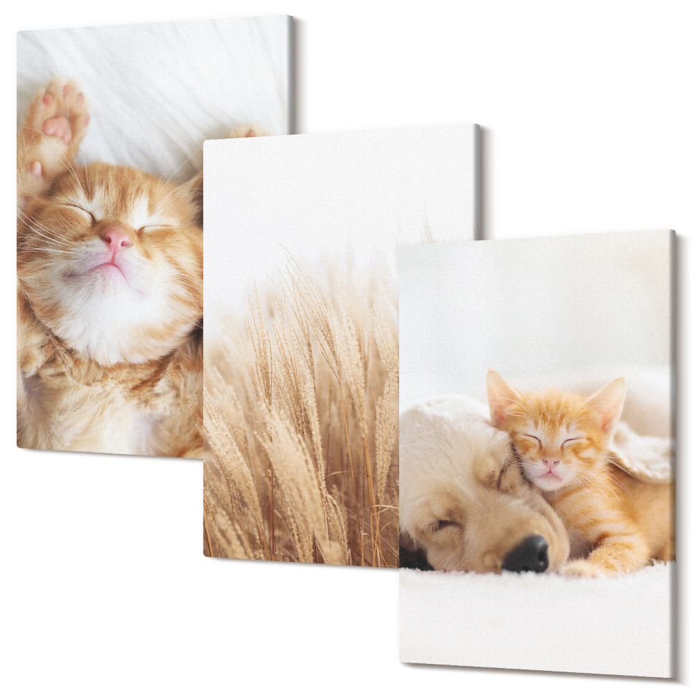 Sada obrazů na zeď triptych Roztomilá zvířata kočky psi jemná tráva boho