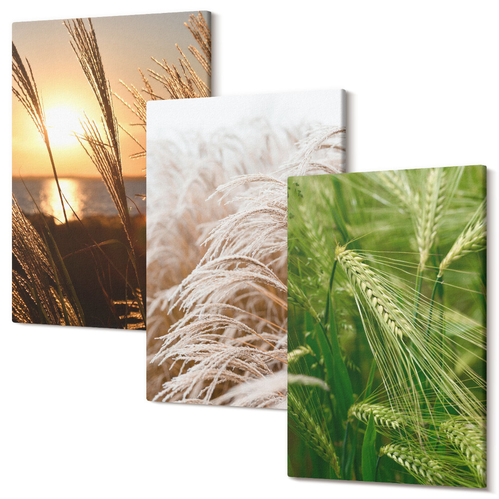 Sada 3 obrazů Různé druhy trávy barevné přírody