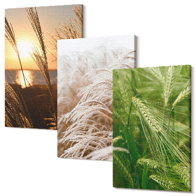 Sada 3 obrazů Různé druhy trávy barevné přírody