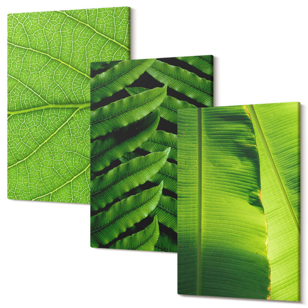 Sada obrazů na zeď triptych Detailní záběry tropických listů