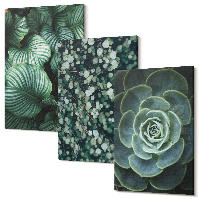 Sada obrazů na zeď triptych Zelené listnaté rostliny a stylové sukulenty