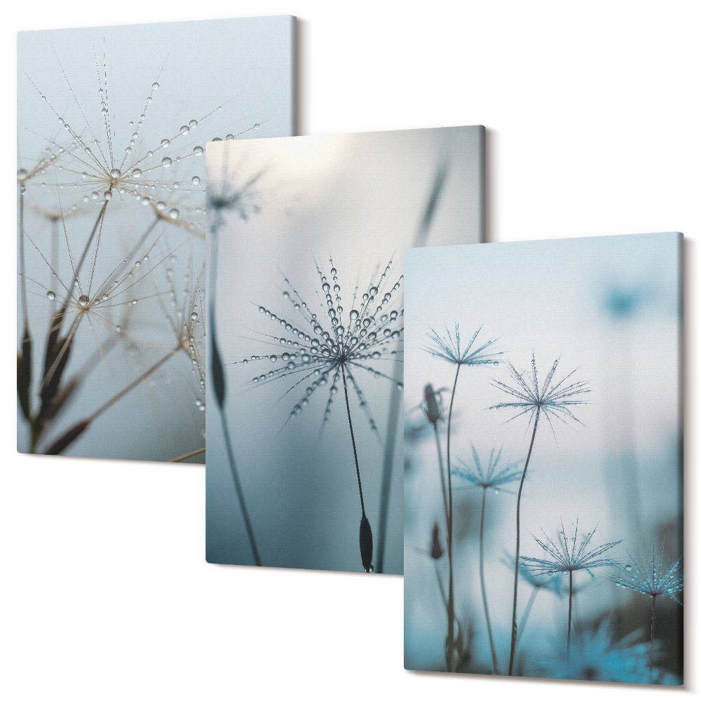 Sada obrazů triptych Jemné pampelišky s kapkami vody