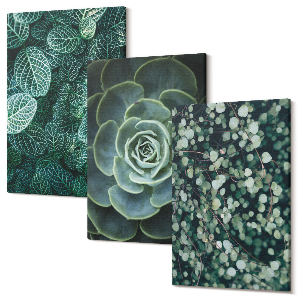 Sada obrazů na zeď triptych Zelené listy sukulentních rostlin a jemných větviček