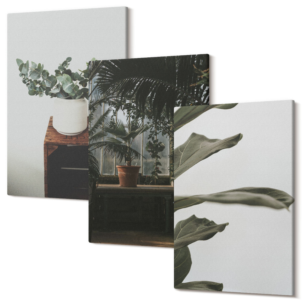 Sada 3 obrazů Rostliny v květináčích s rustikálními listy