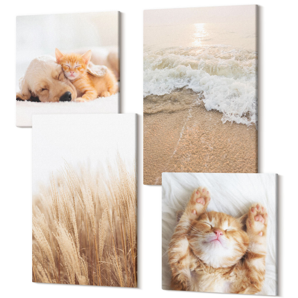 Sada obrazů na zeď kvadryptych Roztomilá zvířata kočky pes pláž tráva boho
