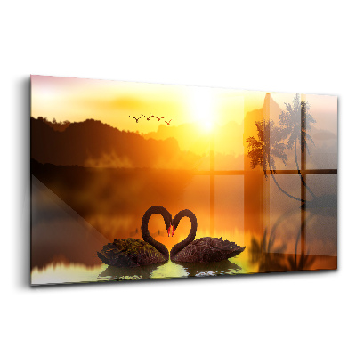 Skleněný obraz na stěnu Krásná černá labuť na jezeře