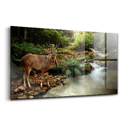 Obraz na skle Tropický potok a jelen sambar