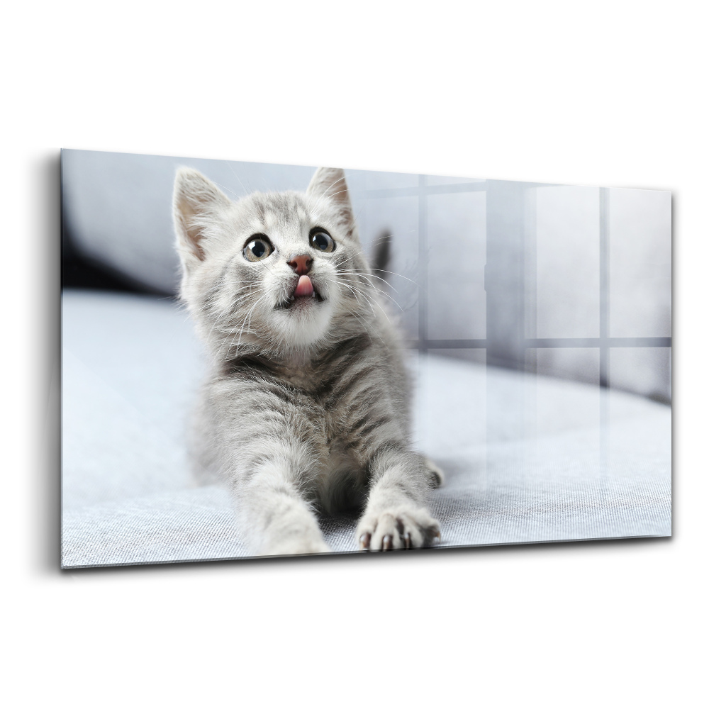 Obraz ze skla Krásná malá kočka na šedé pohovce