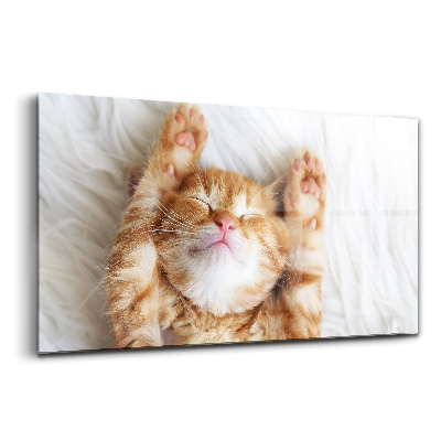 Obraz na skle Malá spící kočka