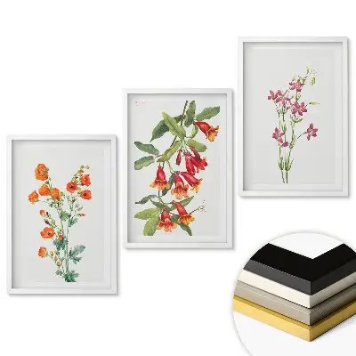 Triptych v rámu Barevné květiny v jemných ilustracích